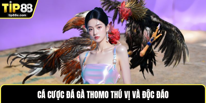 Đá gà TIP88 4 Cá cược đá gà Thomo thú vị và độc đáo