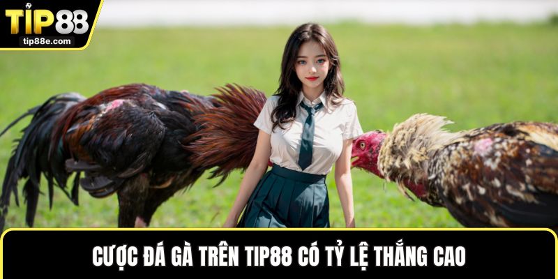 Đá gà TIP88 2 Cược đá gà trên TIP88 có tỷ lệ thắng cao